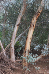 Eucalyptus camaldulensis arida