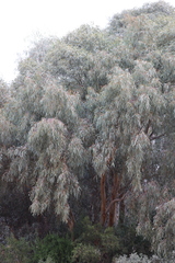 Eucalyptus camaldulensis arida