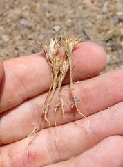 Eriastrum filifolium