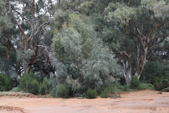 Eucalyptus camaldulensis arida