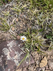 Erigeron grandiflorus