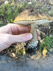 Leccinum alaskanum