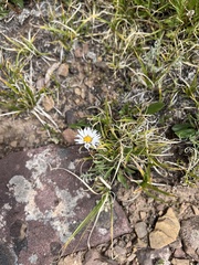 Erigeron grandiflorus