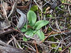 Pterostylis pusilla