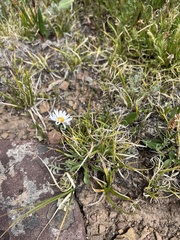 Erigeron grandiflorus
