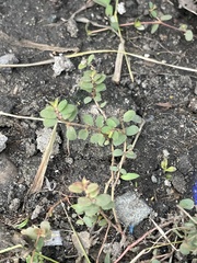 Euphorbia