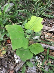 Liriodendron tulipifera