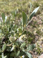 Salix petrophila