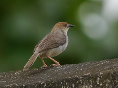 Cisticola anonymus