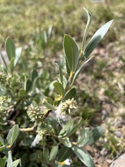 Salix petrophila