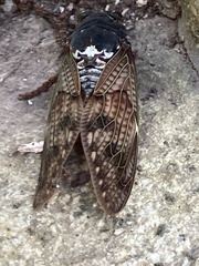 Graptopsaltria nigrofuscata