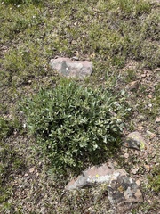 Salix petrophila