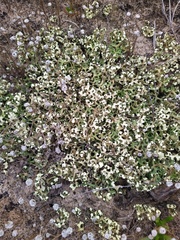 Xanthoparmelia semiviridis