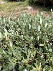 Salix petrophila