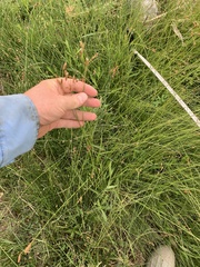 Fimbristylis thermalis