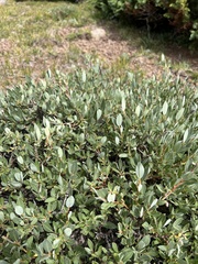 Salix petrophila