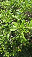 Coprosma repens