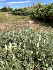 Salix petrophila