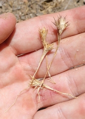 Eriastrum filifolium