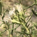 White-flowered Rabbitbrush - Photo (c) catchang, some rights reserved (CC BY-NC)