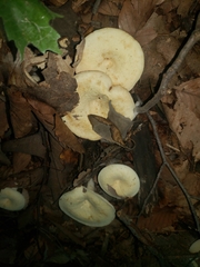 Lactifluus glaucescens