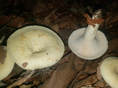 Lactifluus glaucescens