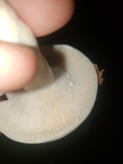 Lactifluus glaucescens
