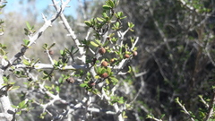 Jovetia