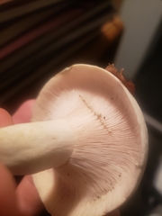 Lactifluus glaucescens