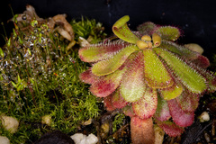 Drosera hamiltonii