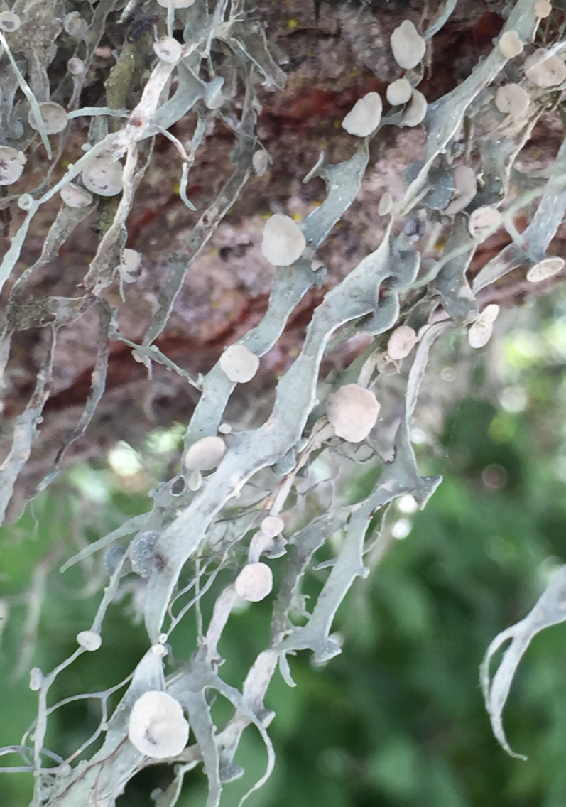Ramalina leptocarpha image