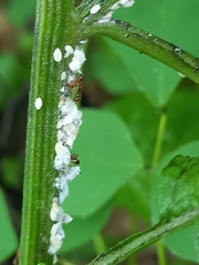 Phenacoccus solenopsis