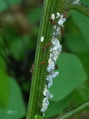 Phenacoccus solenopsis