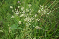 Seseli condensatum