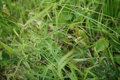 Seseli condensatum
