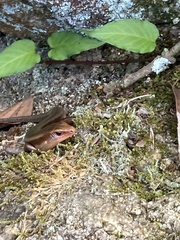 Plestiodon finitimus