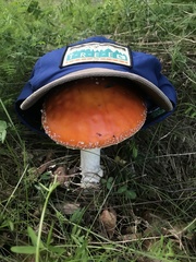Amanita muscaria aureola