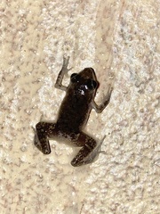 Eleutherodactylus pipilans