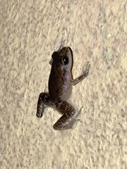 Eleutherodactylus pipilans