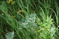 Artemisia sericea