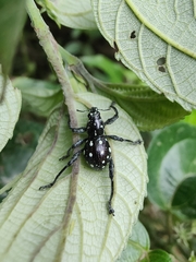Pantorhytes stanleyanus