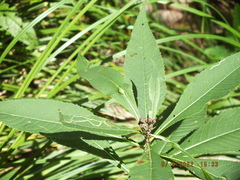 Neolasioptera vernoniae