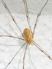 Opilio canestrinii