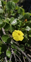 Oxalis gigantea