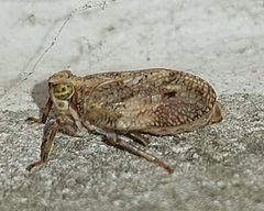 Issus coleoptratus