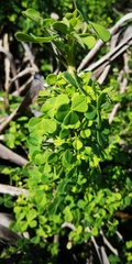 Oxalis gigantea