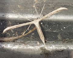 Emmelina monodactyla