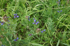 Dracocephalum ruyschiana