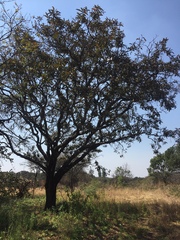 Terminalia stenostachya