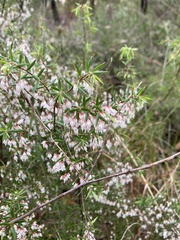 Styphelia setigera